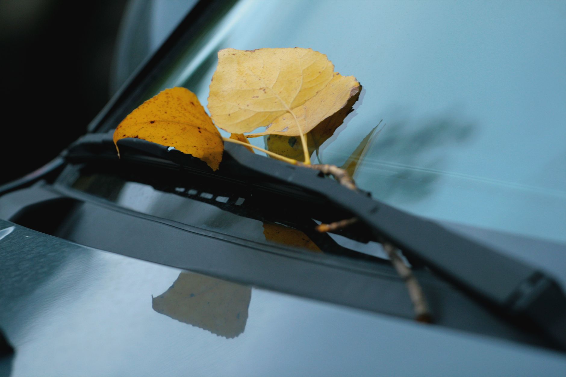 Feuilles d'automne coincées sous un essuie-glace